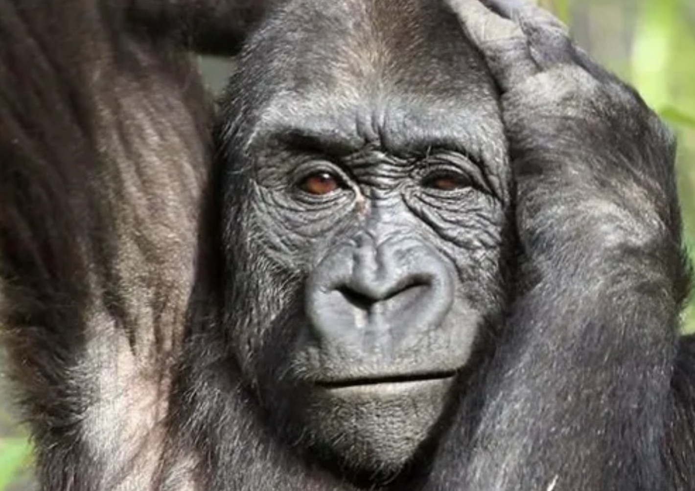 Team PERC COFFEE team-perc-coffee