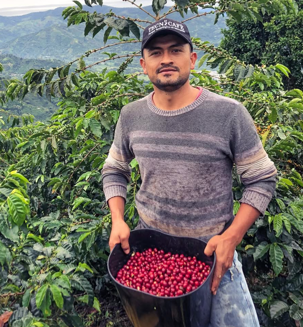 Archive: Colombia Los Nogales Yellow Bourbon