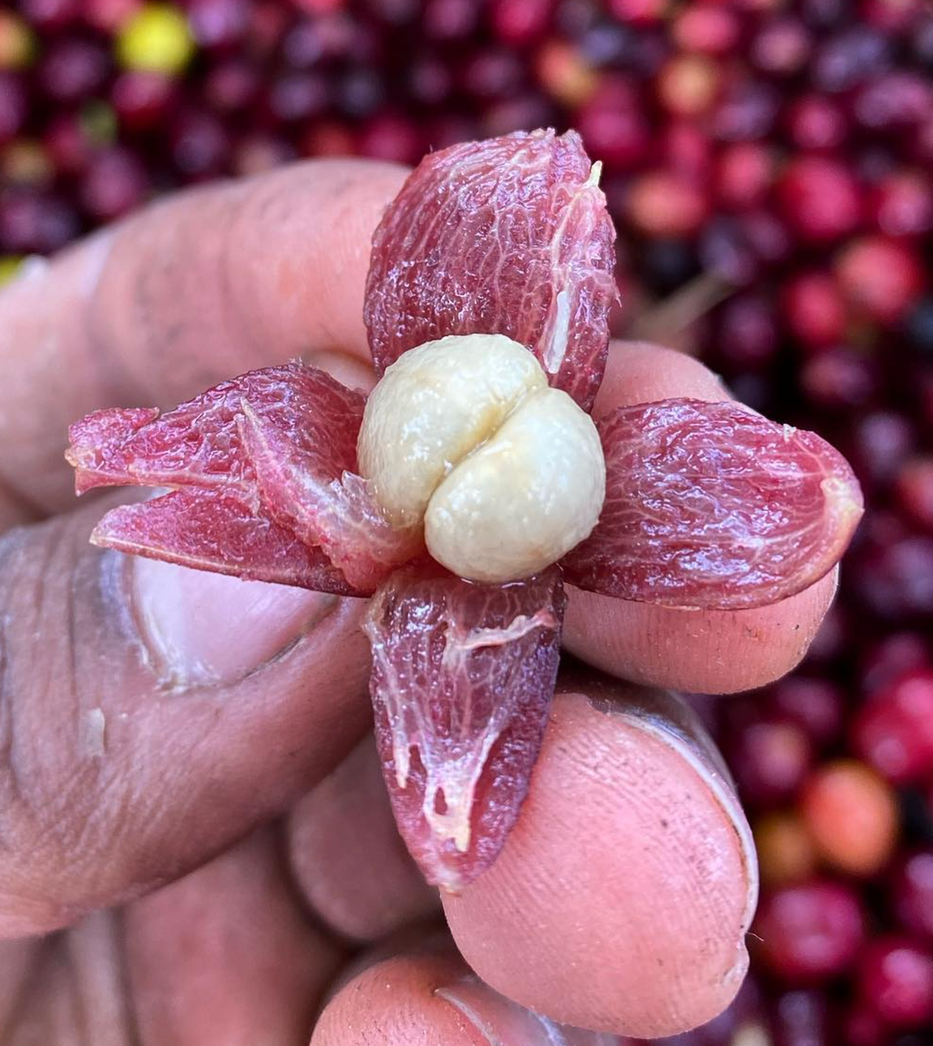 Archive: Colombia Los Nogales Yellow Bourbon