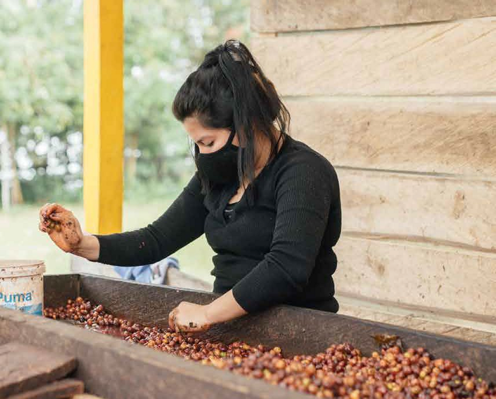 Archive: Colombia Young Producers Program