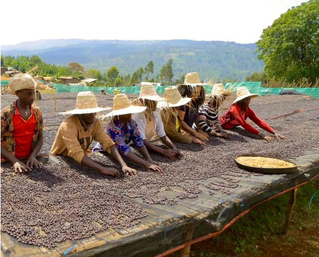 Archive: Ethiopia Benti Nenka